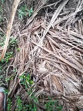 volcanojatt00 online show from April 29, 3:43 am