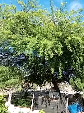Snapshot of _-_-_safada021_-_-_ chatting on August 5, 11:13 am - - safada021 - - online show from August 5, 11:13 am