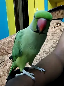 Snapshot of Lawrencedlkk007 chatting on March 9, 7:34 am Lawrencedlkk007 online show from March 9, 7:34 am