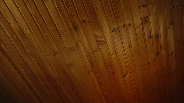 coraline latin online show from September 25, 7:39 pm