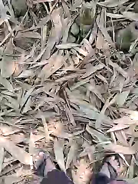 Snapshot of ThethunderPo chatting on February 21, 5:24 am ThethunderPo online show from February 21, 5:24 am