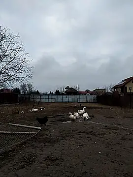 sarpe4 online show from December 23, 6:44 am