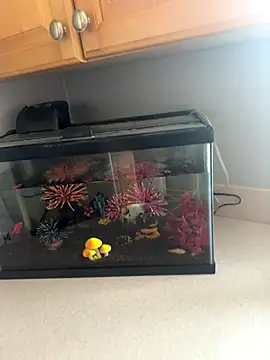 Snapshot of lovely_beast chatting on December 16, 6:13 pm lovely beast online show from December 16, 6:13 pm