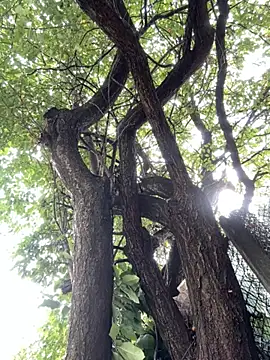 Snapshot of Night_dreams chatting on September 20, 7:53 am Night dreams online show from September 20, 7:53 am