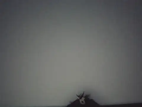 FallenDevil online show from May 17, 7:32 pm