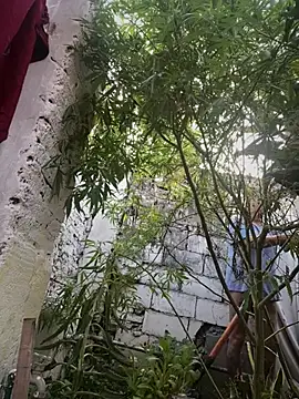 Alicbranca online show from March 12, 11:05 am