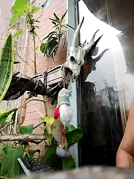 k lebannon online show from February 9, 8:56 pm