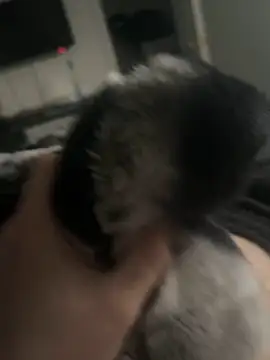 Snapshot of Furdale chatting on January 14, 3:26 pm Furdale online show from January 14, 3:26 pm