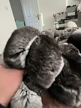 Furdale online show from February 23, 3:53 pm