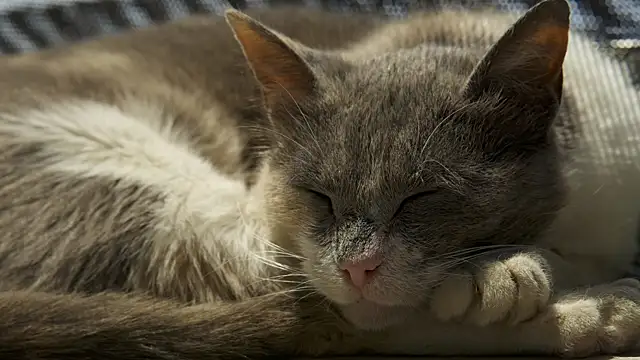 tattooed test online show from December 12, 8:03 am