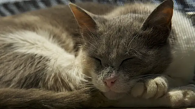 tattooed test online show from December 18, 10:08 am