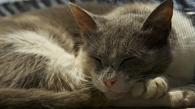 tattooed test online show from December 30, 8:43 am