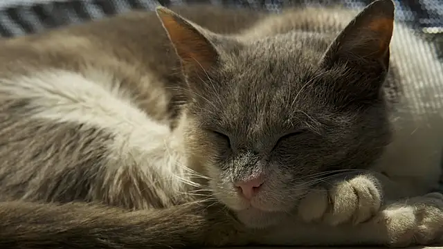 tattooed test online show from February 18, 11:11 am