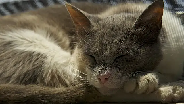 tattooed test online show from March 4, 1:49 pm