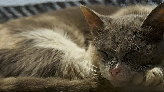 tattooed test online show from October 3, 10:23 am