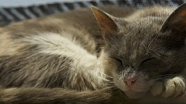 tattooed test online show from February 24, 9:18 am