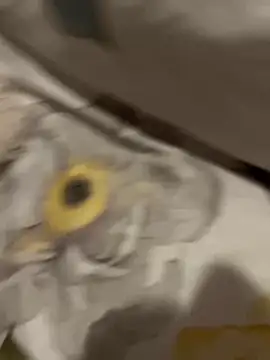 sweetmystery1 online show from March 13, 7:17 pm