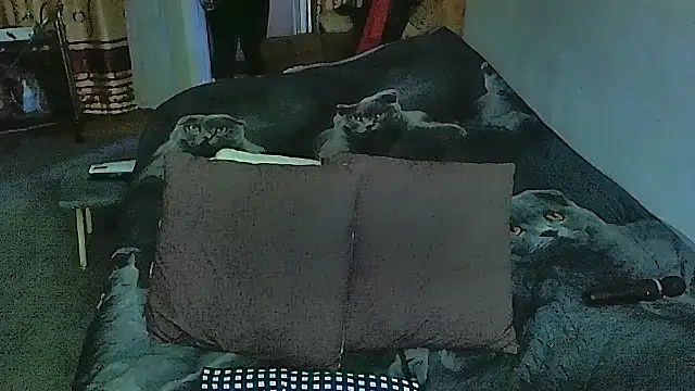 sex2 online show from September 20, 10:55 pm