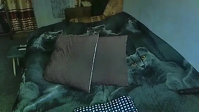 sex2 online show from October 14, 11:05 pm