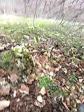 Yaramaz331 online show from March 31, 11:32 am