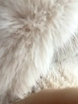 Snapshot of Feral_berry_8133 chatting on December 2, 6:20 am Feral berry 8133 online show from December 2, 6:20 am